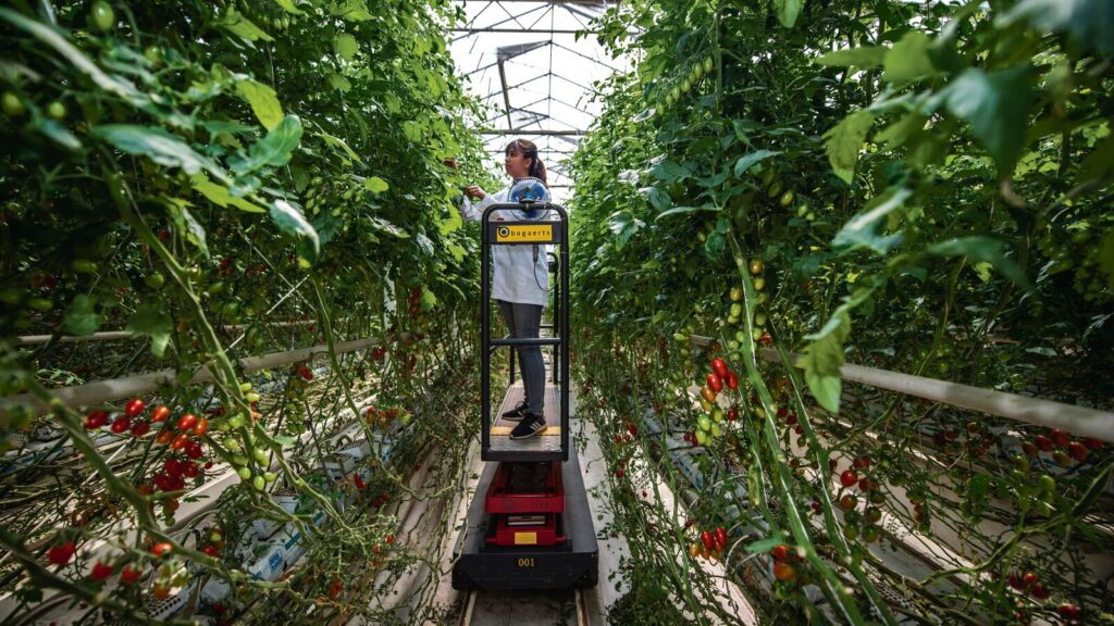 Sow wisely: India can reap a lot more from its agricultural sector
